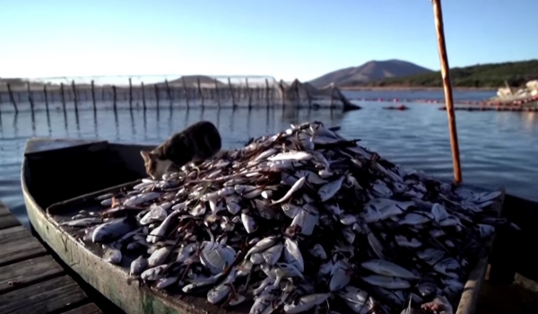 Ηγουμενίτσα: Drone κατέγραψε τα χιλιάδες νεκρά ψάρια που πέθαναν από το ψύχος