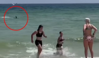Τρομακτικό βίντεο: Καρχαρίας εμφανίζεται σε παραλία και σπέρνει τον πανικό