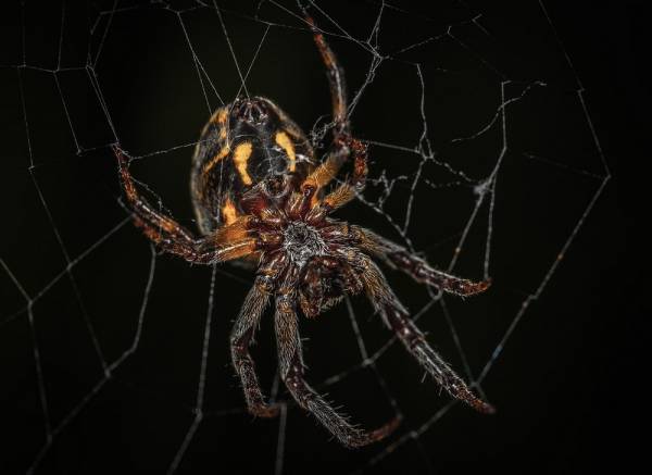 Ανακάλυψε γιγάντιο ιστό αράχνης - Χαμός στο διαδίκτυο