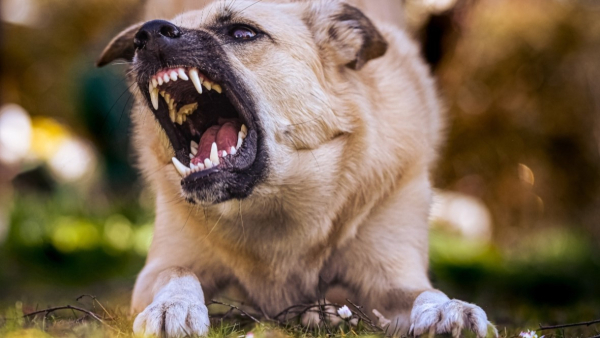 Δραπετσώνα: Λυκόσκυλο χωρίς λουρί κατασπάραξε κανίς μπροστά στα μάτια του αφεντικού του