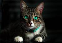 Γαλλία: Γάτος θετικός στον κορονοϊό για πρώτη φορά στη χώρα