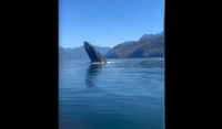 Καναδάς: Φάλαινα αιφνιδιάζει οικογένεια που κάνει καγιάκ (Βίντεο)