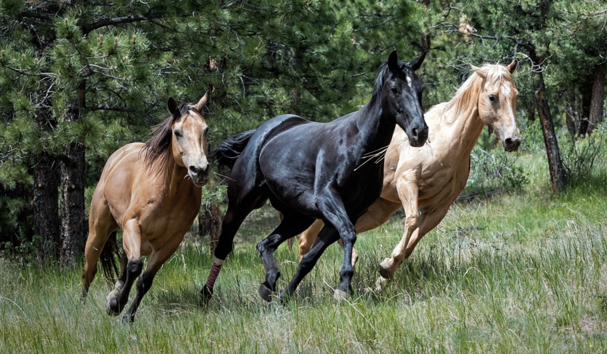 Προσοχή στον Υμηττό: Ελεύθερα άλογα κατεβαίνουν στους δρόμους για τροφή