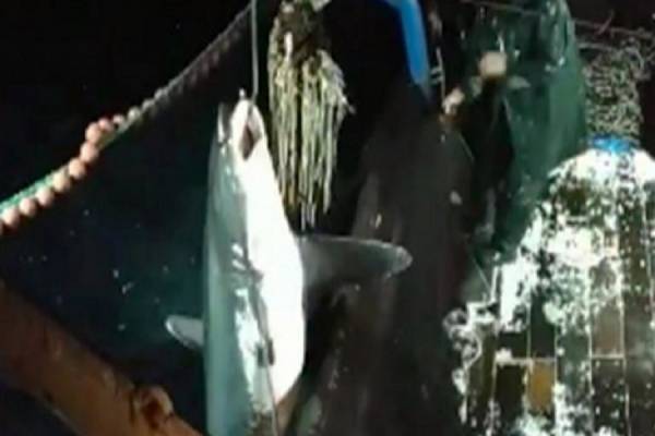 Καβάλα: Δεν πίστευαν στα μάτια τους - Ψάρεψαν καρχαρία 200 κιλών