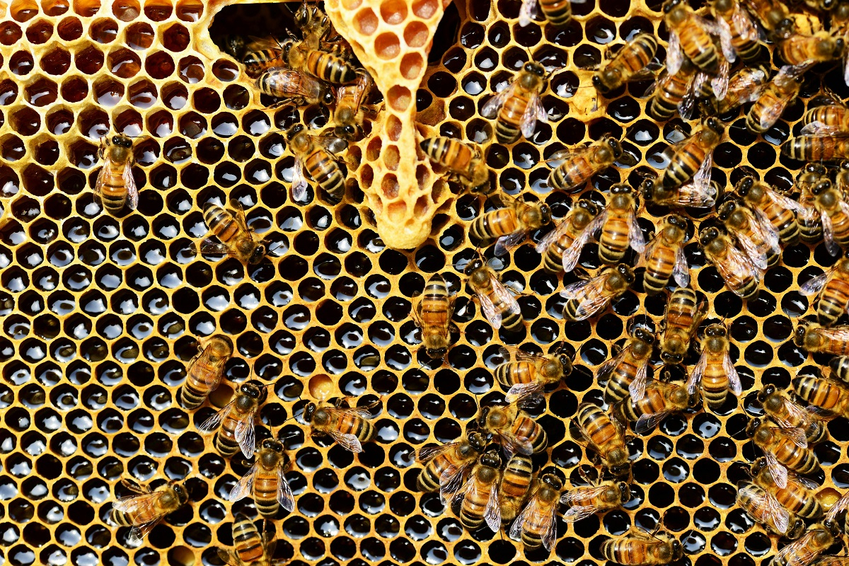 Μυτιλήνη: Σμήνος από μέλισσες επιτέθηκε σε επιβάτες ΙΧ – Πληροφορίες για άτομο χωρίς αισθήσεις