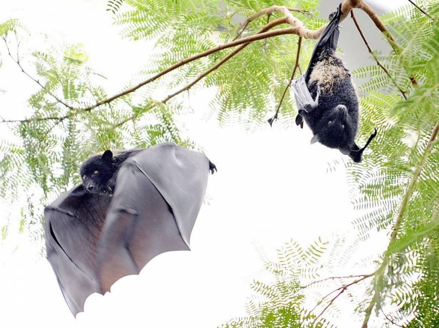 Κορονοϊός: Παρά την επιδημία, στην Ινδονησία επιμένουν να τρώνε νυχτερίδες