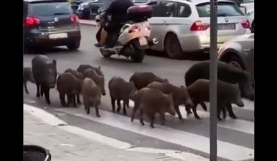 Ρώμη: «Οικογένεια» με 12 αγριογούρουνα έκανε βόλτα στους δρόμους της πόλης (video)