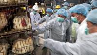 Κρούσματα της γρίπης των πτηνών στην Πολωνία