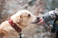 Ηγουμενίτσα: Χειροπέδες σε 67χρονο για φόλες σε σκυλιά
