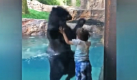 Μοναδικό θέαμα: Αρκούδα «μιμείται» πεντάχρονο αγόρι και χοροπηδά μαζί του