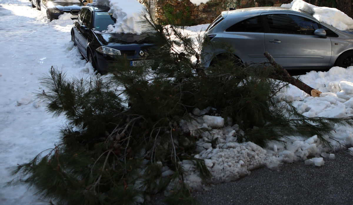 Δήμος Γλυφάδας: Στο 15464 οι αποζημιώσεις για ζημιές αυτοκινήτων λόγω πτώσης δέντρων
