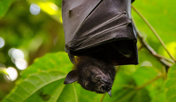 Νέοι κορονοϊοί απειλούν την ανθρωπότητα: Βρέθηκαν σε νυχτερίδες - Η αποκάλυψη του Nature
