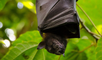 Νέοι κορονοϊοί απειλούν την ανθρωπότητα: Βρέθηκαν σε νυχτερίδες - Η αποκάλυψη του Nature