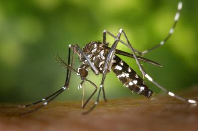 Κουνούπια τέλος: Το μυστικό που τα διώχνει