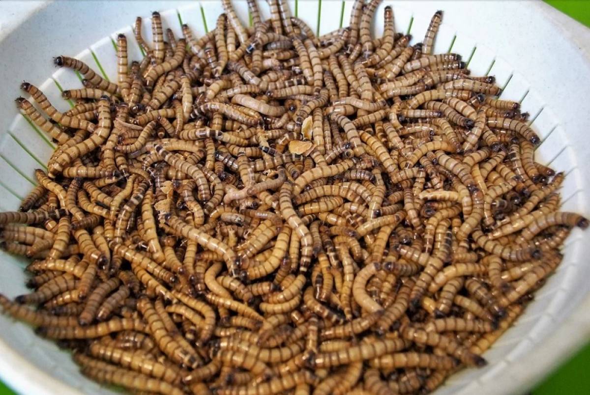 Έρχονται τα βρώσιμα έντομα στην Ευρώπη- «Είναι πλούσια σε πρωτεΐνες» λένε οι ειδικοί