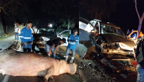 Κολομβία: Νεκρός ο ιπποπόταμος του Εσκομπάρ σε τροχαίο (Σκληρές Εικόνες)