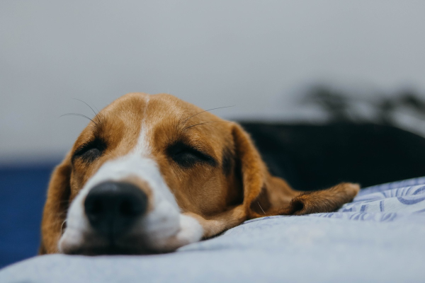 Μυστηριώδης αναπνευστική ασθένεια εντοπίστηκε στους σκύλους – Τα συμπτώματα