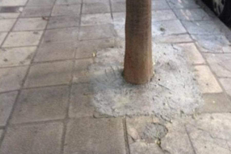 Θεσσαλονίκη: Τσιμέντωσε δέντρο λόγω οσμών από ακαθαρσίες ζώων