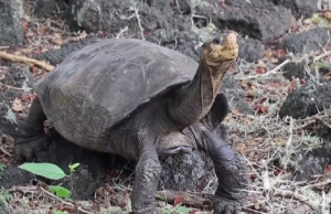 Νησιά Γκαλαπάγκος: Χελώνα ανήκει σε είδος που θεωρείτο εξαφανισμένο εδώ και έναν αιώνα