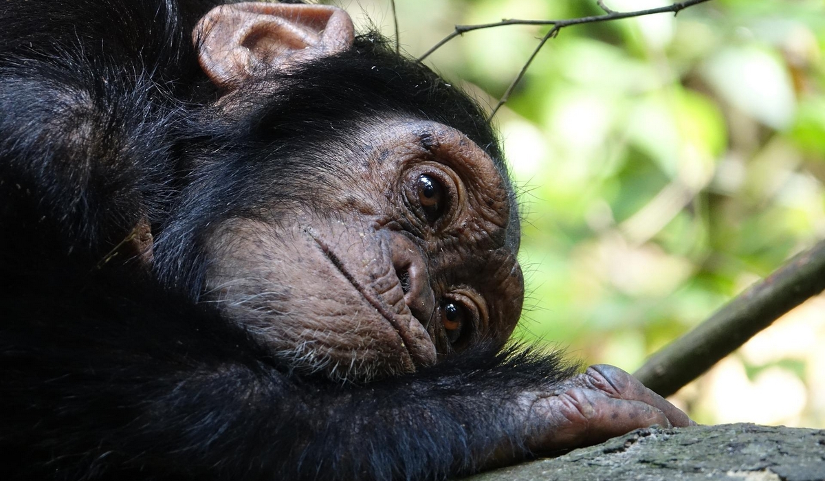 Θανάτωση χιμπατζή: Νέα συγκέντρωση διαμαρτυρίας στο Αττικό Ζωολογικό Πάρκο το Σάββατο στις 5 μ.μ.