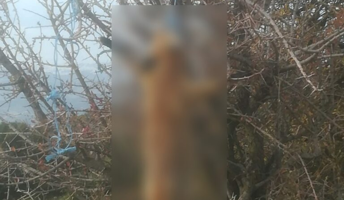 Φρίκη στην Πάτρα: Αλεπού βρέθηκε κρεμασμένη σε δέντρο