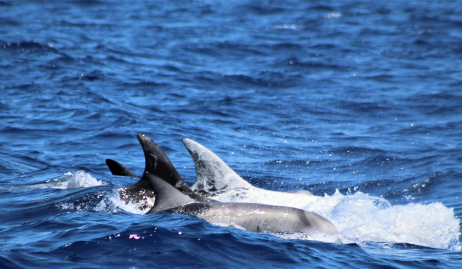 Αιγαίο: Έξι διαφορετικά είδη δελφινιών και φαλαινών καταγράφηκαν σε ένα 24ωρο