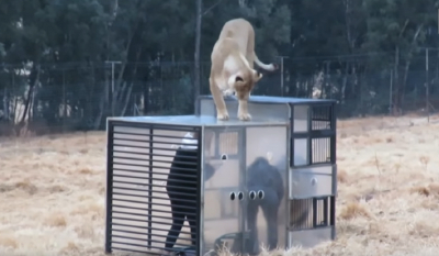 Καταφύγιο λιονταριών στη Νότια Αφρική βάζει τους επισκέπτες σε κλουβιά