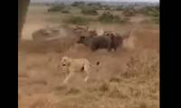 Δεκάδες βουβάλια κυνηγούν… λιοντάρια
