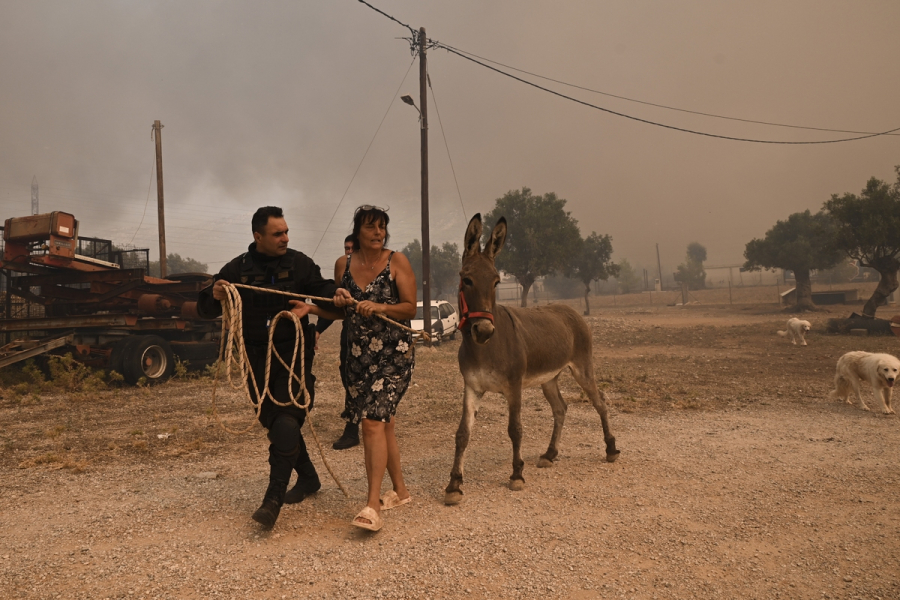Φωτιά στην Αττική: Κάτοικοι απομακρύνουν άρον άρον τα ζώα τους (Φωτορεπορτάζ)