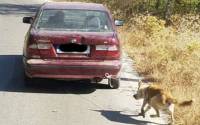 Κρήτη: Έπιασαν τον 73χρονο που είχε δέσει σκύλο στο αμάξι και το έσερνε