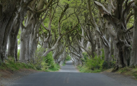 Β. Ιρλανδία: Θα κοπούν τα διάσημα δέντρα του «Game of Thrones»