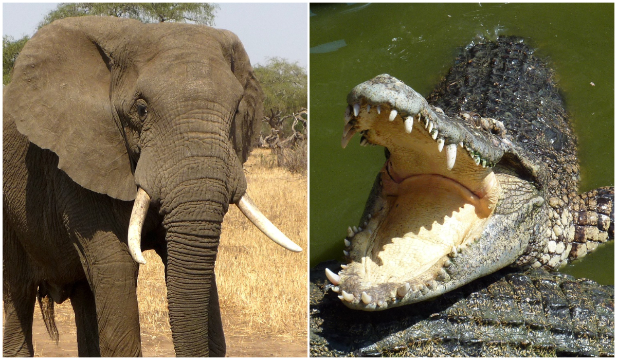 Ζιμπάμπουε: Βούτηξε στο ποτάμι να σωθεί από ελέφαντα - Tον διαμέλισε κροκόδειλος
