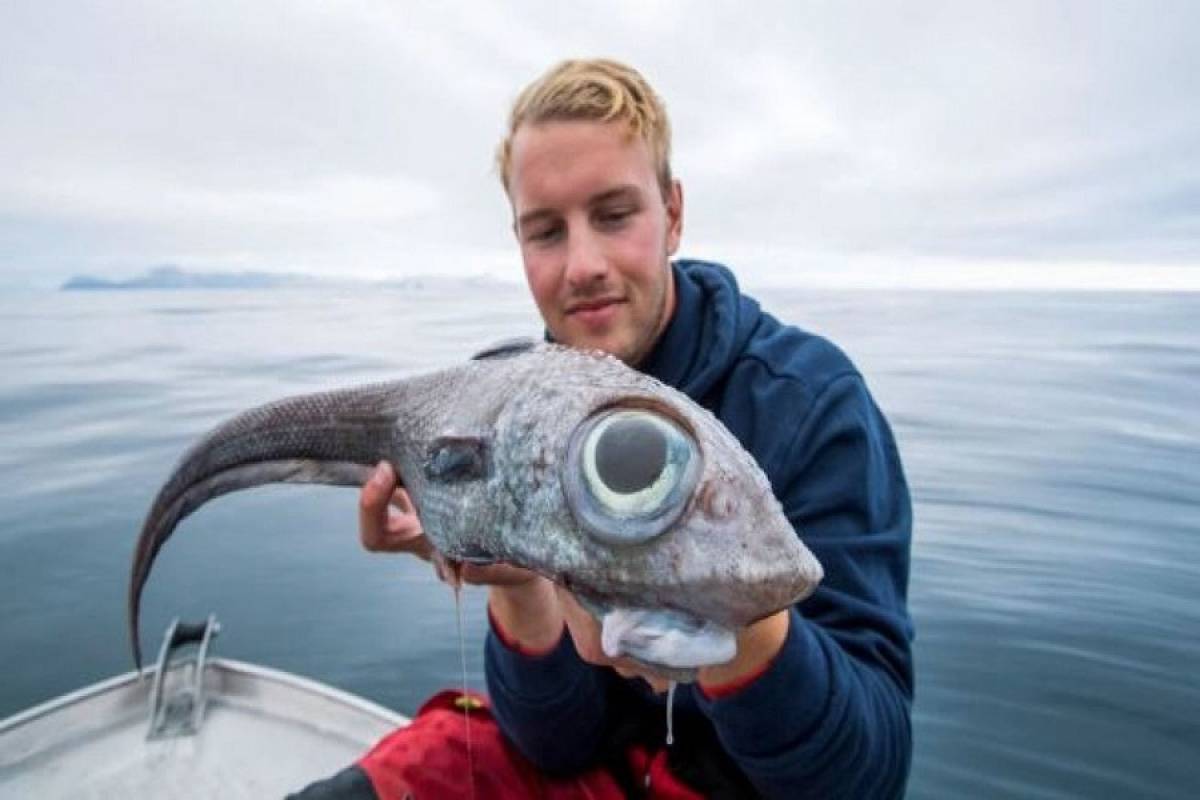 Νορβηγία: Βρέθηκε ψάρι με μάτια «δεινοσαύρου»