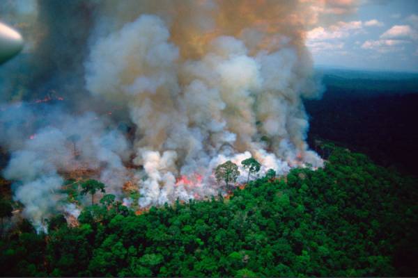 Ποιοι και πώς έχουν όφελος από την καταστροφή του Αμαζονίου