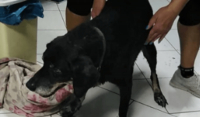 Νέα κτηνωδία στα Χανιά: Έδεσε τον γέρικο σκύλο του στον προφυλακτήρα και τον έσερνε