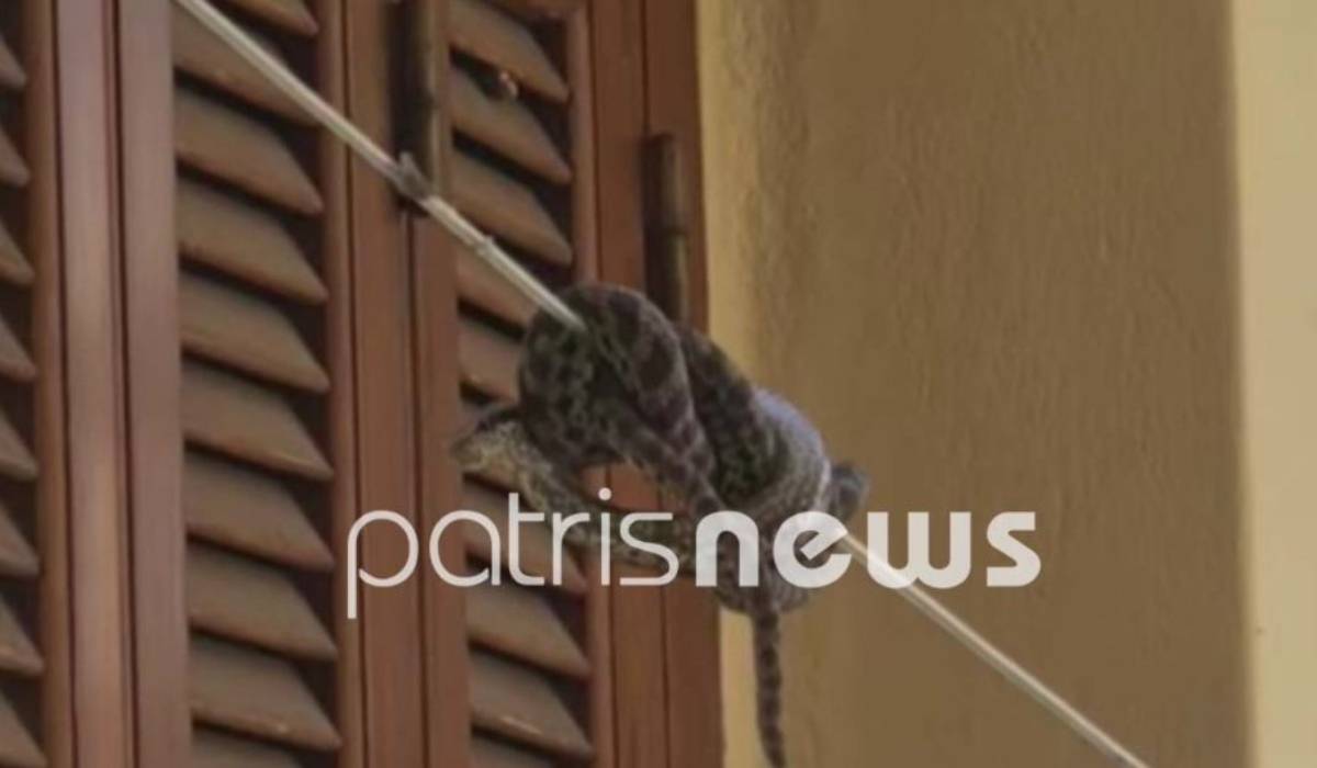 Αμαλιάδα: Βρήκε οχιά κουλουριασμένη στο σχοινί που απλώνει τα ρούχα