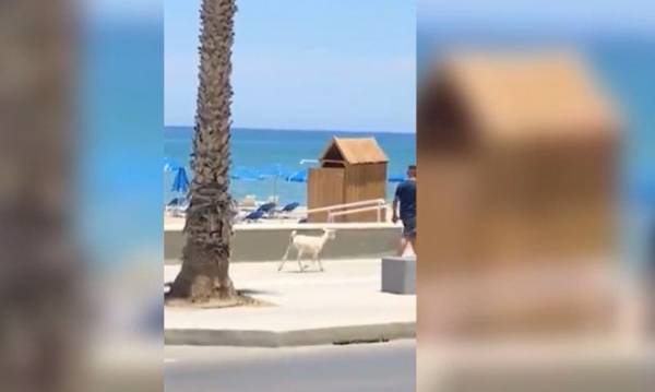 Κρήτη: Έβγαλε βόλτα το κατσικάκι του στην παραλία του Ρεθύμνου