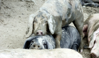 Γουρούνια όπως… άνθρωποι: Η απίστευτη αντίδρασή τους όταν βλέπουν δύο άλλα να τσακώνονται