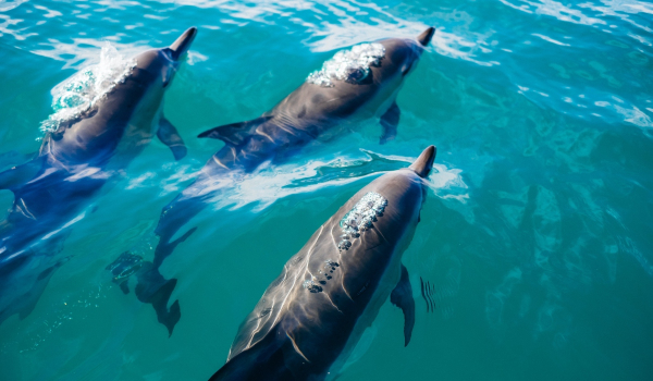 Ο απίστευτος λόγος που οδηγεί τα δελφίνια να κάνουν συμμαχίες μεταξύ τους