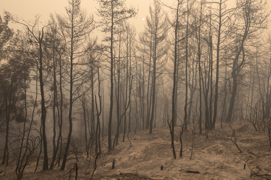Το iEidiseis στη Βόρεια Εύβοια: Η τελική μάχη με τη φωτιά και η αναγέννηση της φύσης - Δείτε το ντοκιμαντέρ