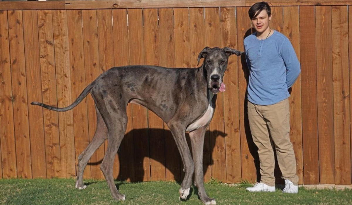 Πέθανε ο Δίας, ο ψηλότερος σκύλος του κόσμου σε ηλικία 3 ετών
