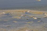 Θεσσαλονίκη: Χιλιάδες νεκρά ψάρια στη λίμνη Κορώνεια
