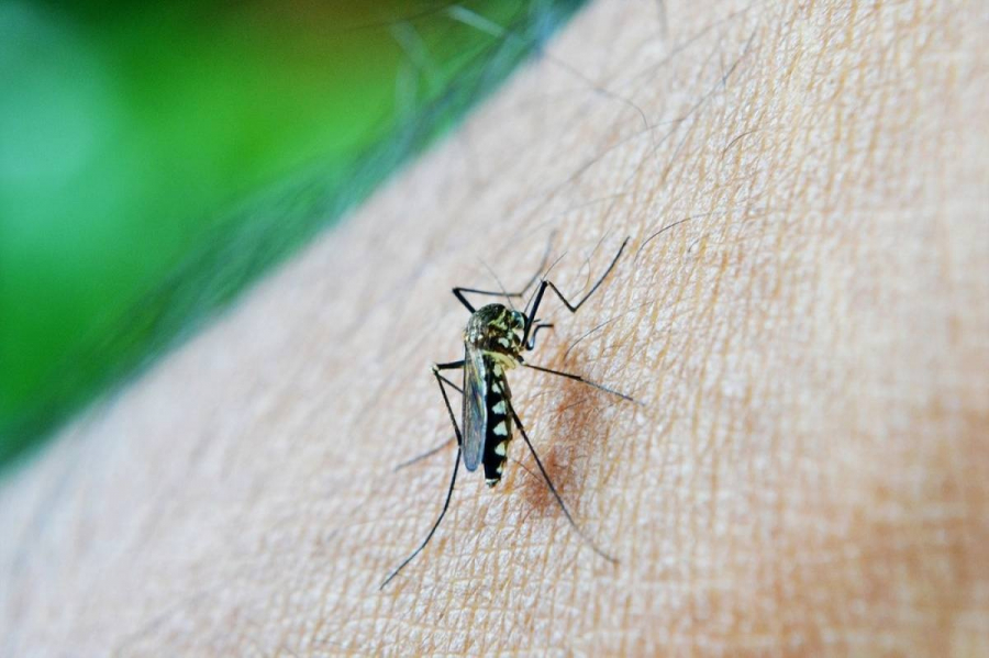 Πώς μας εντοπίζουν τα κουνούπια - Νέα ανακάλυψη επιστημόνων