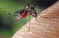 Τρία κρούσματα του ιού του δυτικού Νείλου σε Καβάλα και Ξάνθη