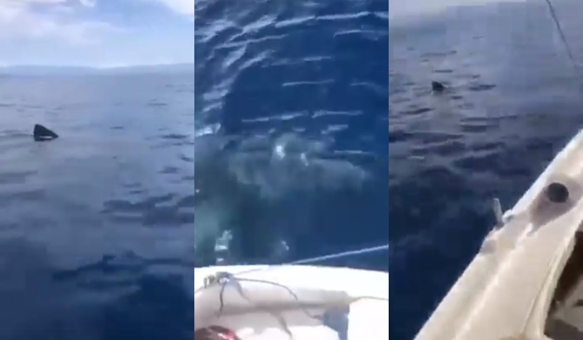 Γύθειο: Καρχαρίας 5 μέτρων κάνει βόλτες γύρω από τη βάρκα ψαρά (βίντεο)
