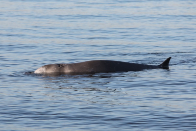 Απίστευτο: Φάλαινα φυσητήρας στον Άλιμο - Είναι τραυματισμένη (Βίντεο)