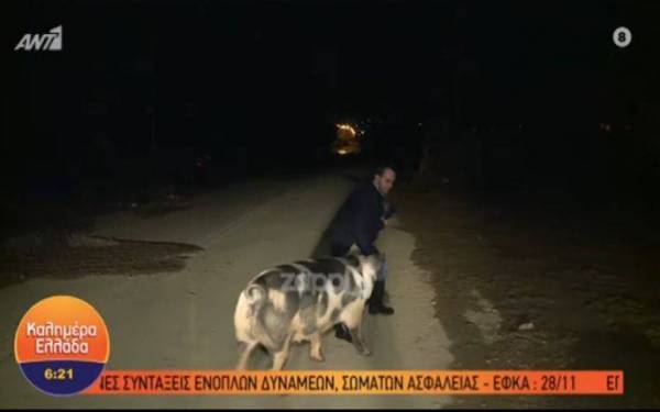 «Καλημέρα Ελλάδα»: Γουρούνι κυνηγάει και δαγκώνει ρεπόρτερ του Παπαδάκη (Βίντεο)