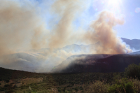 Καταστροφή στον παραδοσιακό ελαιώνα της Άμφισσας - Κάηκαν 3.000 στρέμματα από τη φωτιά