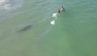 Τρομακτικό βίντεο με καρχαρία και 2 κολυμβητές που είχαν τύχη βουνό