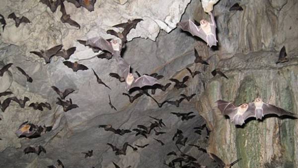 Θεωρία επιστήμονα για τον κορονοϊό: Τον μετέδωσαν αδέσποτοι σκύλοι που έφαγαν νυχτερίδες